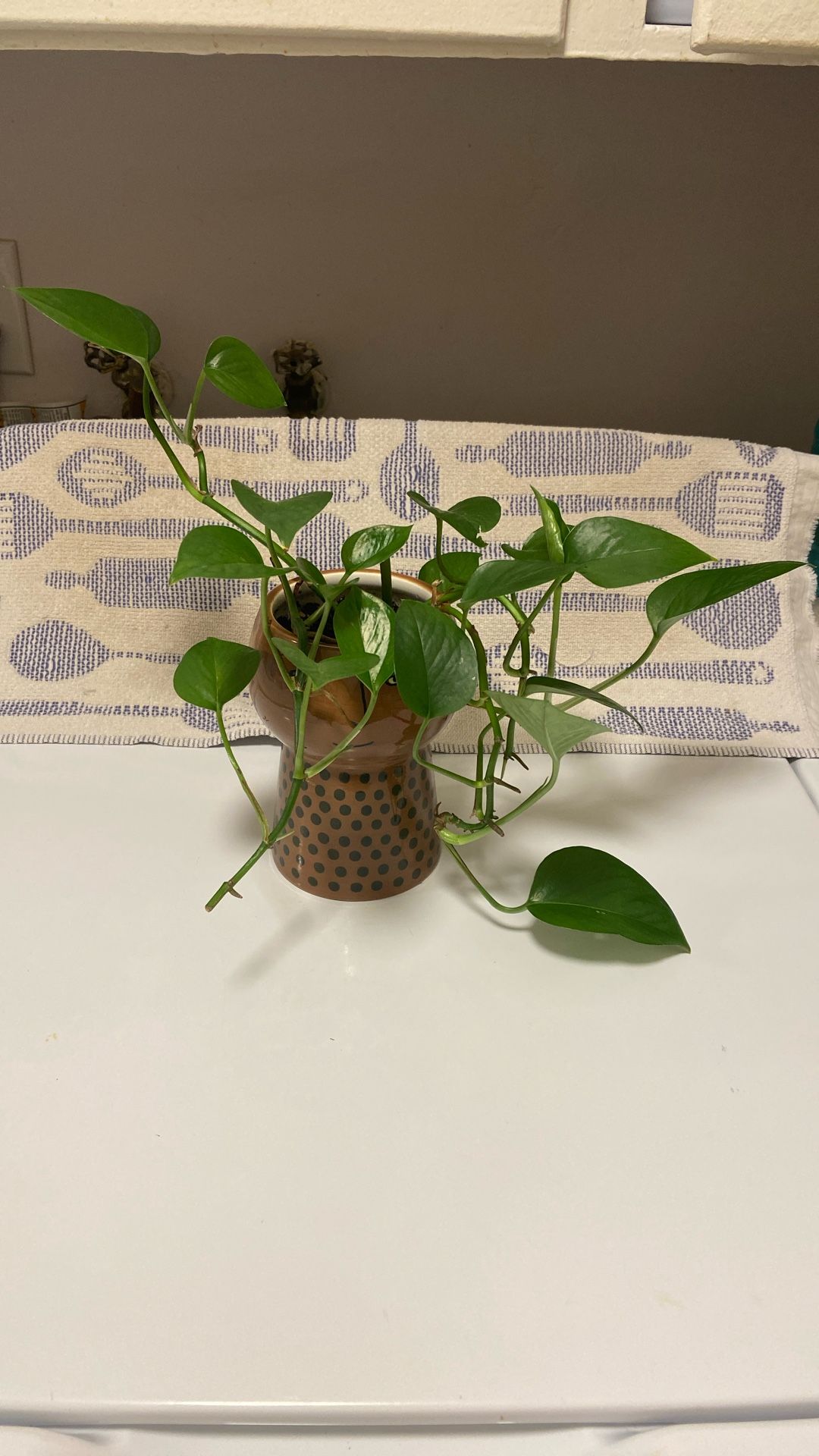 Pathos Plant In Opalhouse Glazed Pot With Drainage