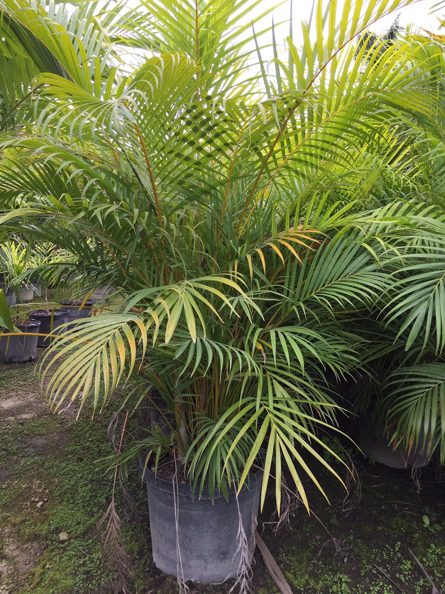 Areca palms (Privacy hedge) for Sale in Fort Lauderdale, FL OfferUp