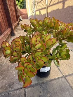 Jade Plant