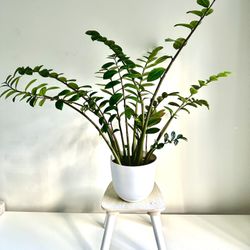Beautiful zz plant, zamioculcas 30$price Is Firm!