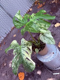 Misteria Mint