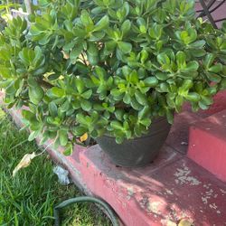 Plant Plants