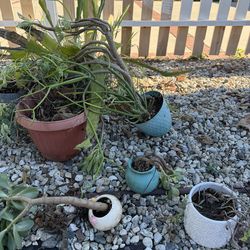Free pots and plants