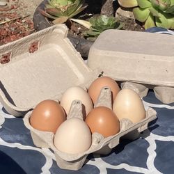 Chicken Eggs