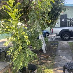vendo bonito arbol de jocote como 6/2 de alto por 190