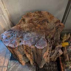 Petrified Wood Stump 