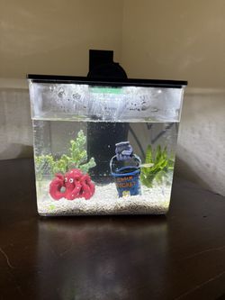 Fish Tank