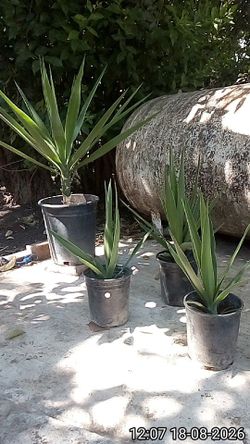 Queen-Mexican Windmill -Date-Coconut-Mexican Fan -Palms, Also Palm Seedlings