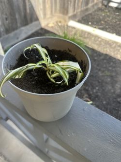 Spider Plant Babies