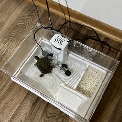 Red-Eared Slider Turtle