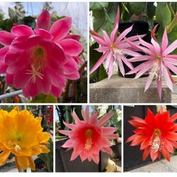 4 Random Epiphyllum Combo Cuttings 