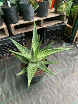 White Fox Aloe Vera plant