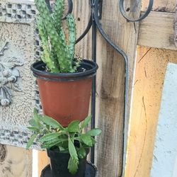 Plant Stand Wall Mount 26" Metal