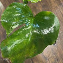 Discounted Variegated Monster Albo Plant Cutting ( Pls Read Description Below)
