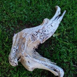 Driftwood For Aquariums Terrariums Decor 