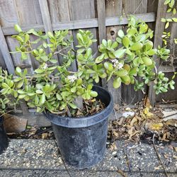 Jade Plant