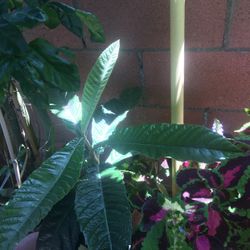 Diferentes Plantas