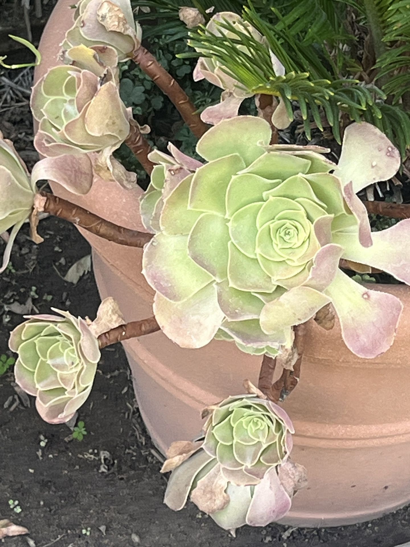 Succulents