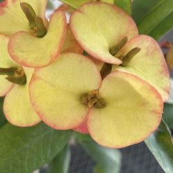 Corona De Cristo La Baby California Sunset 