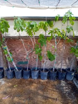 Black Mission Fig Fruit Tree - 6 ft