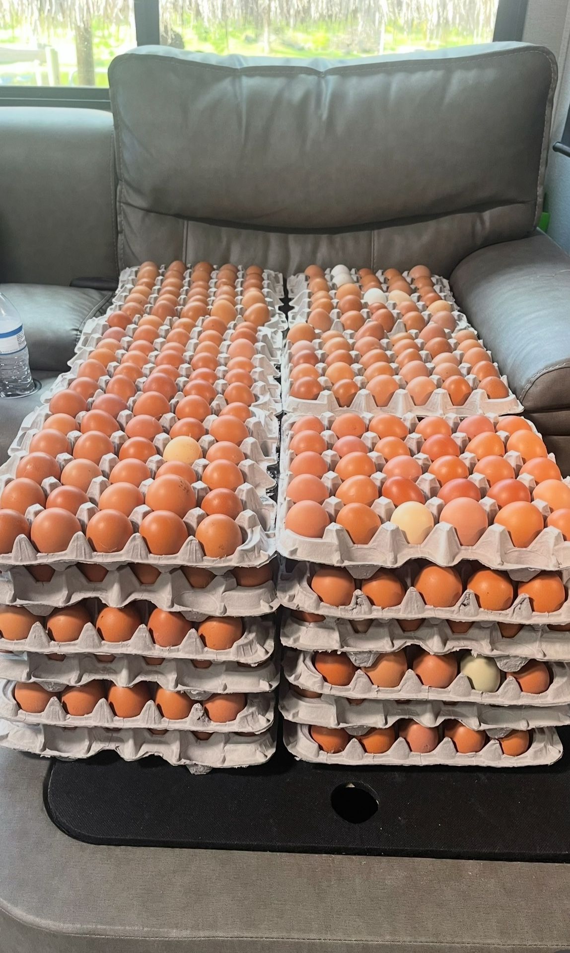 30 Eggs For $15