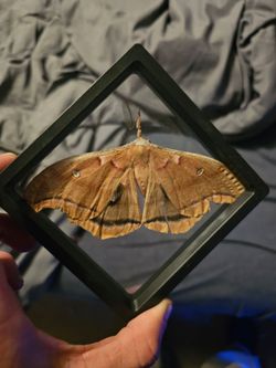 Ployphemus moth framed specimen (antenna detached)