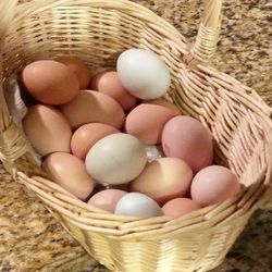 Backyard Eggs