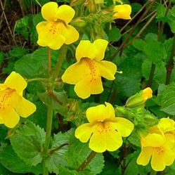 Erythranthe (Mimulus) guttata


