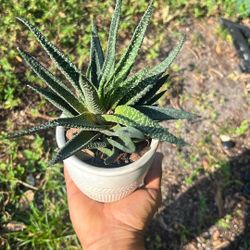 Haworthia 'Royal Highness' Live Plant