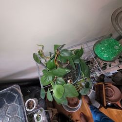 Pothos 