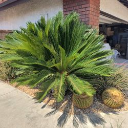 2 Sago Palms $50 Each 
