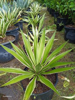 Agave plants 15gl $85π‘