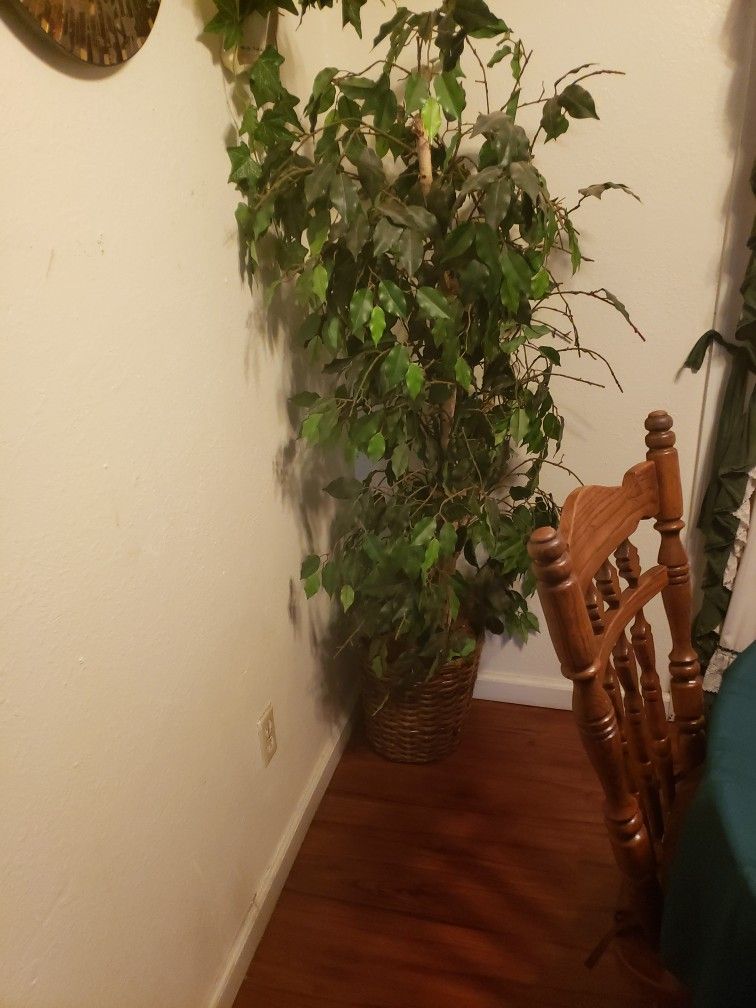 Fake Plant