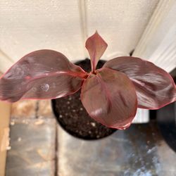 Red Ti Leaf 
