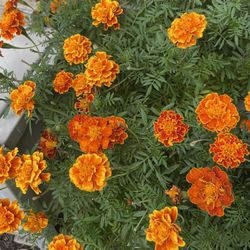 Mary Gold Flower Seeds 