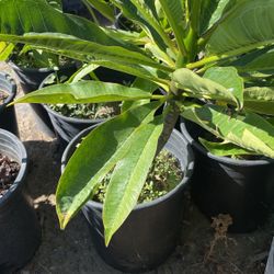 Plumeria