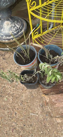 Potted Perennial Plants Lot of 4
