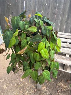 Philodendron 'Micans', $30 each
