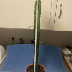 Extra Large, Beautiful Growing Cactus Plant In Terra Cotta Pot