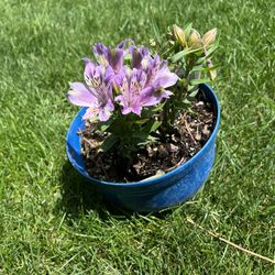Peruvian Lily