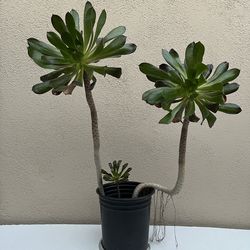 Live 23” Aeonium Arboreum 🍀