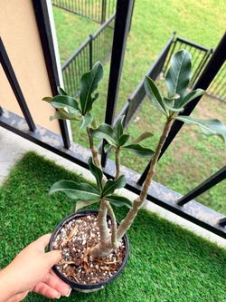 Plant
