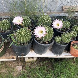 Cactus. 
