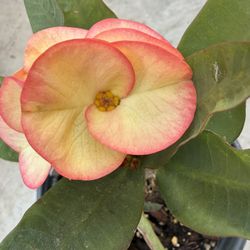 Corona De Cristo De Colección