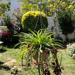 Spider 🕷️ Plant 