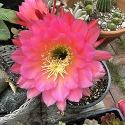Cactus Antorcha Pink
