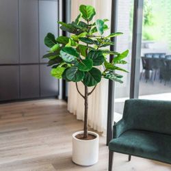 Lifelike Fig Tree 