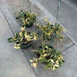10” hoya queen 