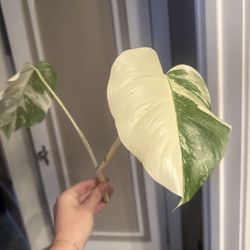 Monstera Albo Deliciosa Top Cutting, HALF-MOON High Variegation, New Leaf