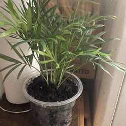 Palmer Plant  (baby ) 